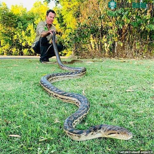 Con trăn dài đến 5m.