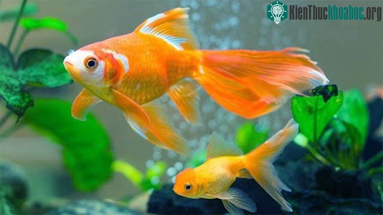 Cá vàng có thể được dạy để đẩy một cái đòn bẩy cung cấp thức ăn.
