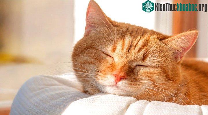 Một con mèo ngoan ngoãn không hẳn là một con mèo hạnh phúc.