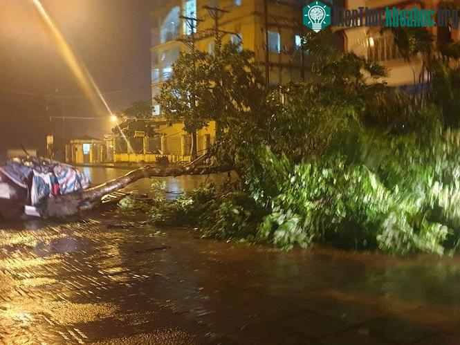 Nhiều cây mới trồng bị bật gốc trong cơn gió bão.