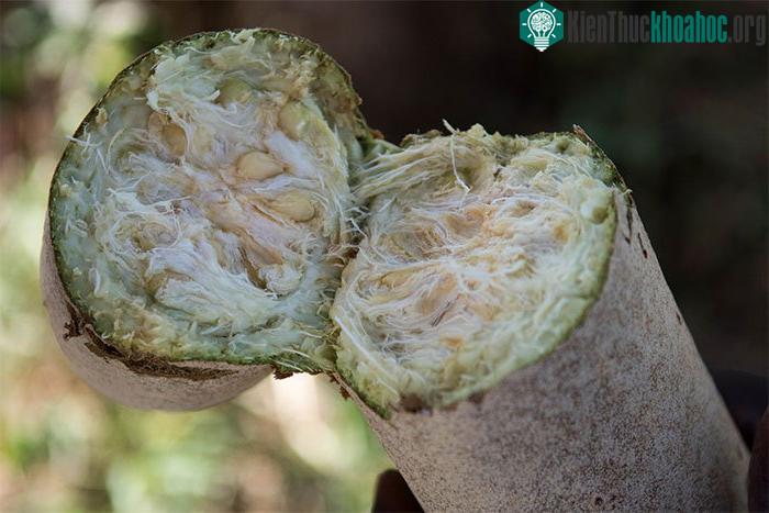 Ruột mềm, nhiều xơ và chứa đầy hạt bên trong quả xúc xích.