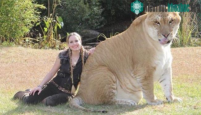 Các nhà khoa học đã tạo ra giống loài hổ to nhất thế giới đó là: Liger.