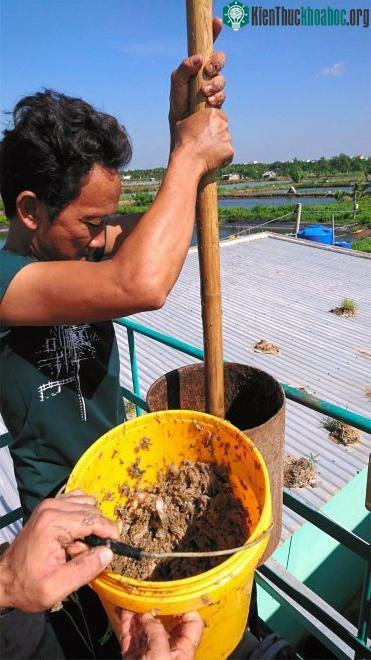 Các nhà nghiên cứu đang trộn bùn ao và rác thải.
