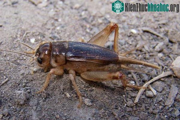 Dế mèn có thể ăn tất cả các loại cỏ.
