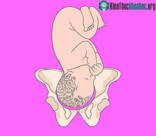 Tư thế trước khi ra đời