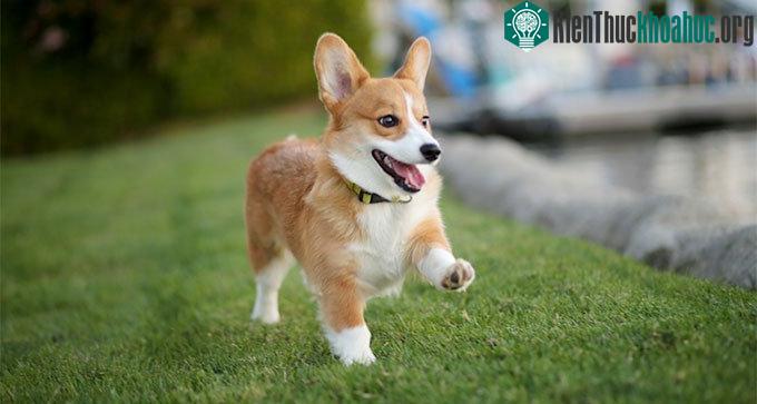 Tại Việt Nam, chó Corgi được nuôi nhiều và phổ biến hơn cả là giống Pembroke.