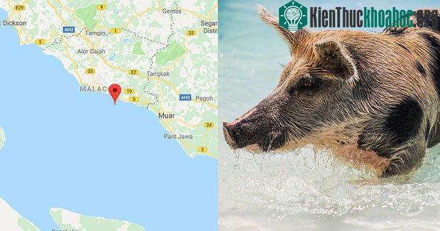 Lũ lợn được cho là có nguồn gốc từ Sumatra, cách đảo ít nhất 65km.