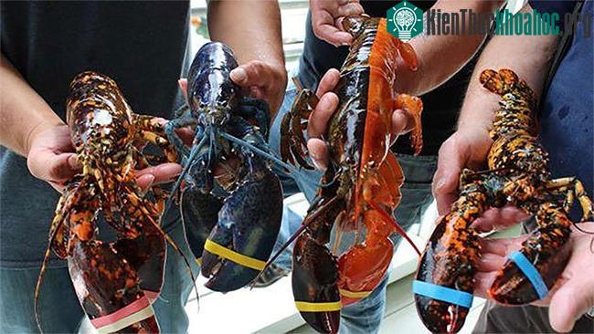 Bộ sưu tập tôm hùm hiếm ở Trung tâm Ngư nghiệp Ven biển Maine.