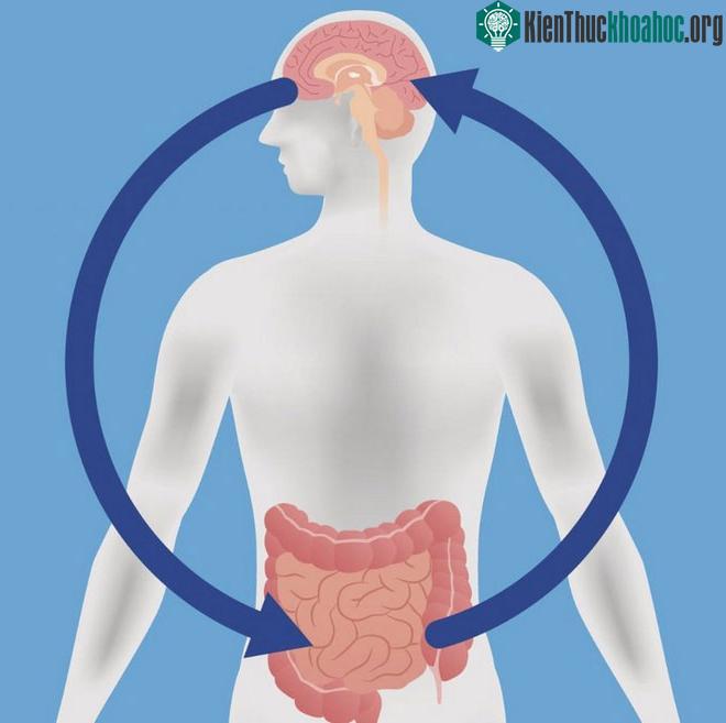 Vi khuẩn đường ruột tốt khiến ta có cảm giác thoải mái hơn.