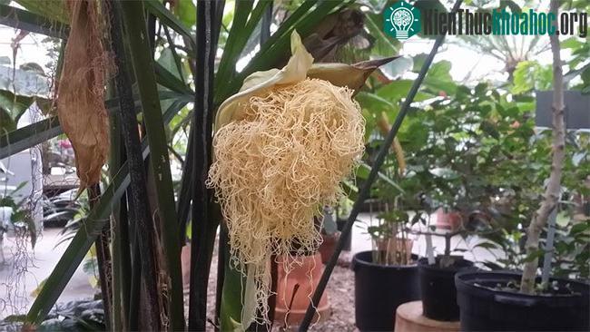 Khi hoa nở, các sợ bung ra, trông chẳng khác nào mỳ tôm đã được đổ nước sôi.