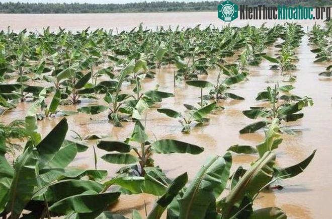 Sẽ không còn đủ chuối cung cấp cho loài người ăn vì biến đổi khí hậu? ảnh 1