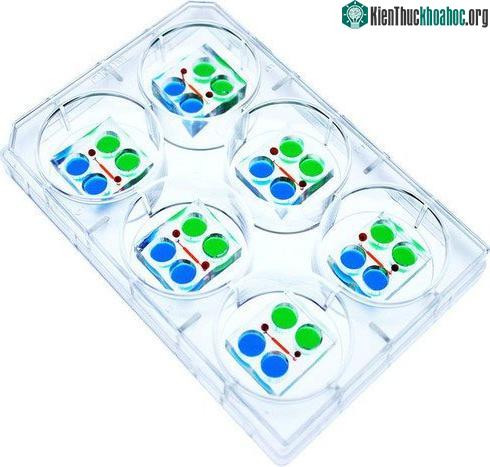 Mỗi thiết bị này có thể tạo ra khoảng một chục phôi chỉ trong vài ngày.