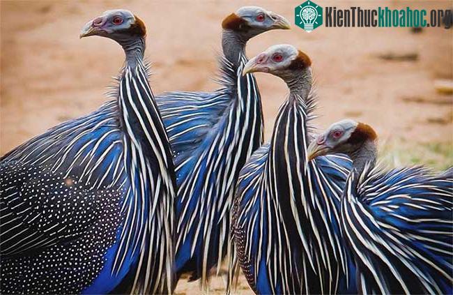 Kền kền Guinea Fowl