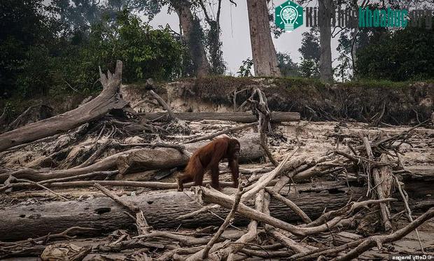 Đười ươi sumatra