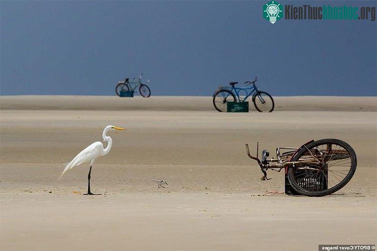 Con cò đang kiên nhẫn chờ đợi người dân mang cá quay lại để xin phần