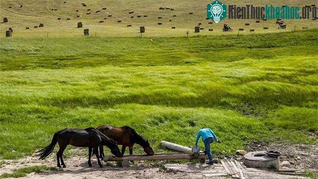 Những chú ngựa sau thời gian phục vụ du khách được nghỉ ngơi, uống nước.