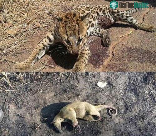 Xót xa nhìn những con thú chết cháy khi rừng Amazon bị "bà hỏa" ghé thăm