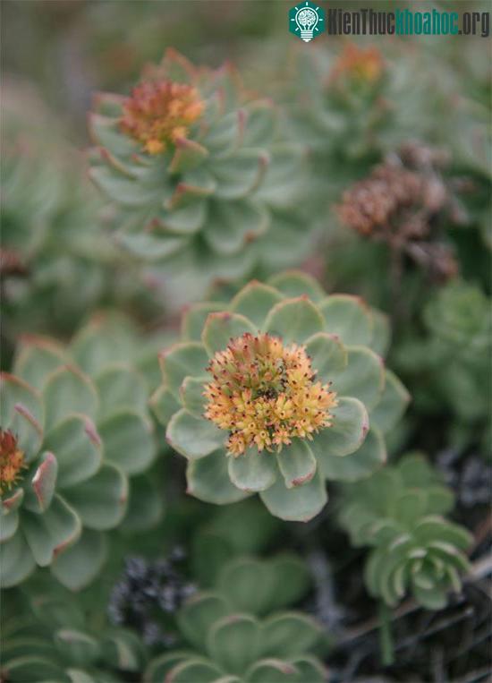 Rhodiola, còn được gọi là sâm Bắc Cực ở Greenland