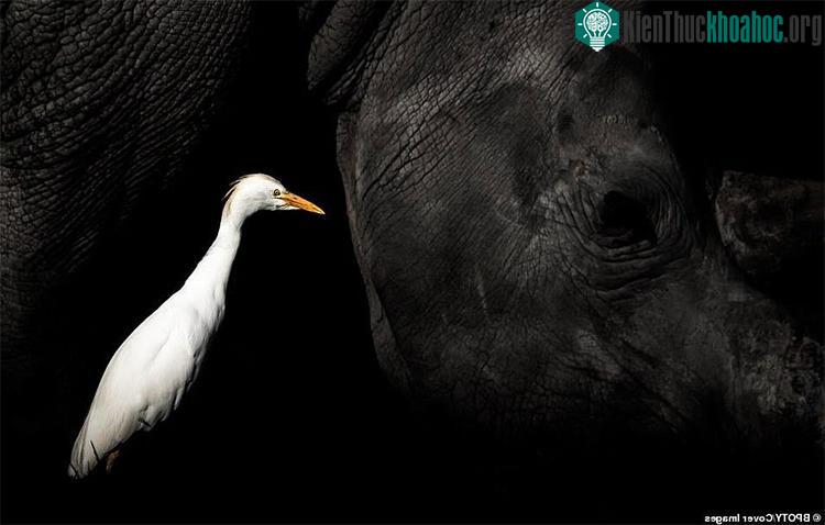 Con cò đang kiếm ăn cạnh một con tê giác