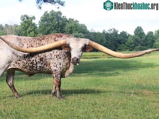 Chú bò có sừng dài nhất thế giới, 323,74cm.