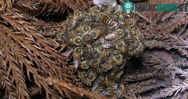 Cơ chế phòng thủ kỳ diệu của ong mật Nhật Bản.