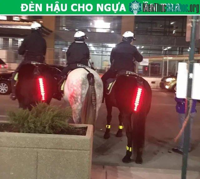 Đèn hậu cho ngựa tuần tra