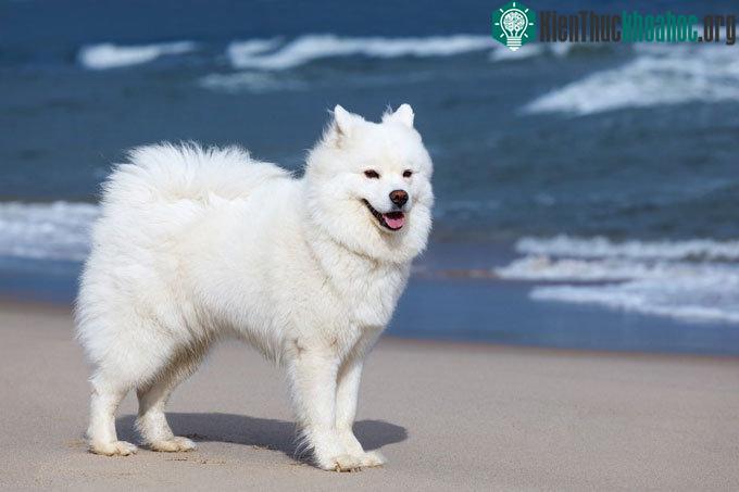 Chó Samoyed (Sam)