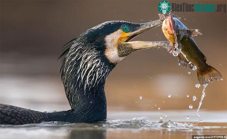 Chim cốc đang bắt cá trê lùn