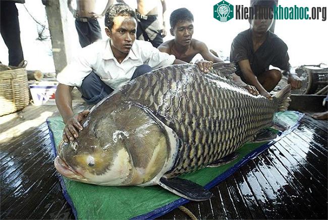 Cá chép Xiêm khổng lồ