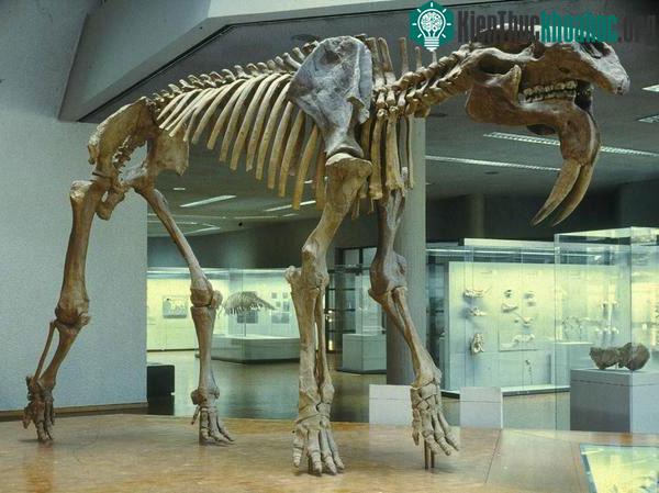 Deinotherium là một họ hàng thời tiền sử của voi hiện đại ngày nay