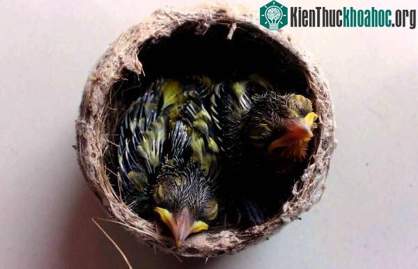 Tổ của chim sâu thường có dạng hình bọng.