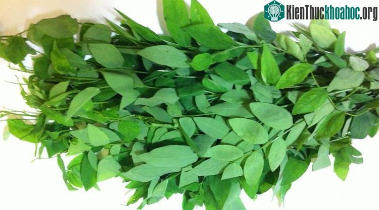 Rau ngót an toàn có màu xanh lá mạ, lá mỏng nhưng cứng, lá rau không đều nhau