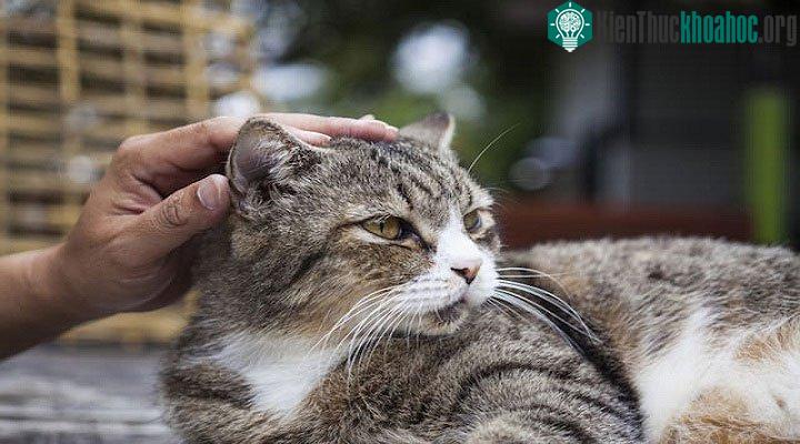 Hãy cho mèo càng nhiều sự lựa chọn và kiểm soát trong quá trình tương tác càng tốt.