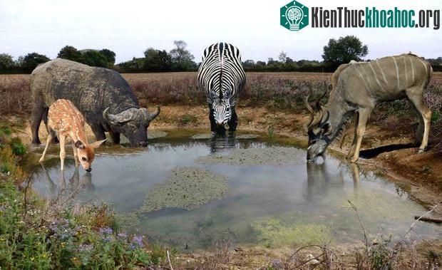Sinh vật nào mà có thể an toàn sau khi uống nước bẩn thì chắc chắn sẽ có lợi thế hơn những sinh vật bị ốm hay chết.