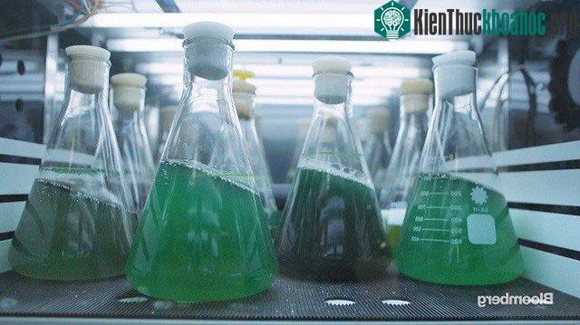 Vi tảo có thể cung cấp dưỡng chất cho hàng nghìn tỷ động vật trên hành tinh này