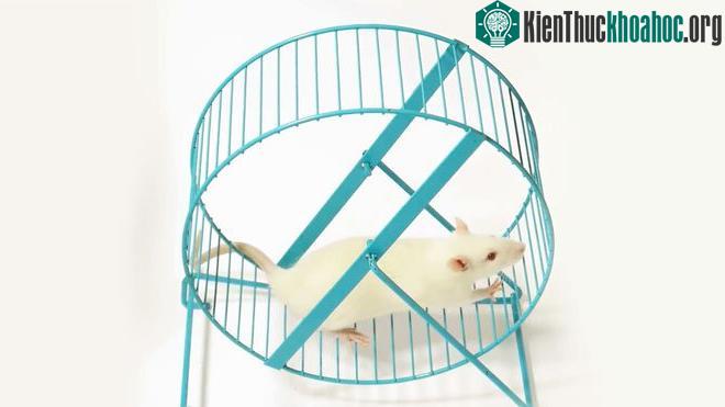 Nếu bạn đặt một bánh xe vào chiếc lồng, con chuột sẽ chạy không ngừng nghỉ trong suốt hàng giờ liền.