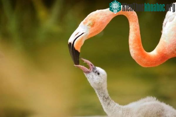 Chim hồng hạc con có màu xám hoặc trắng.