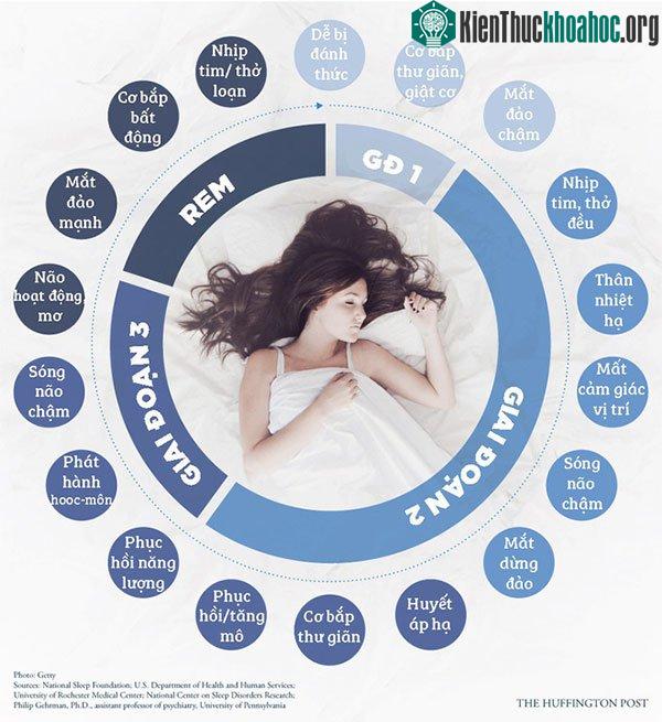 Các chu kỳ giấc ngủ