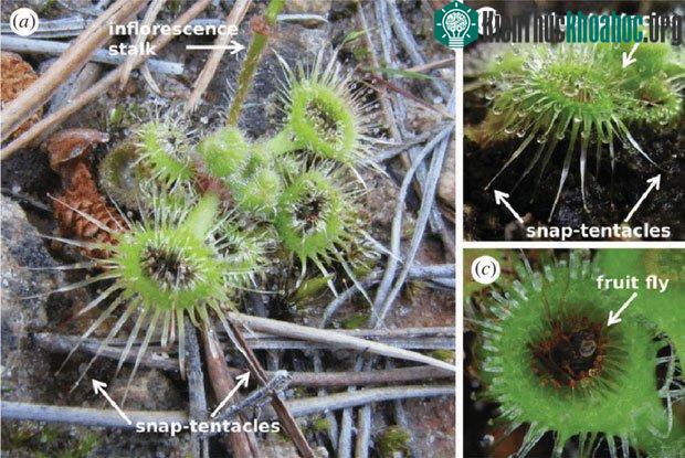 Drosera glanduligera đạt kích thước cao nhất, tối đa 6cm.