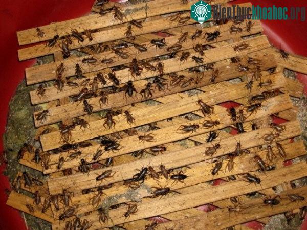 Để hạn chế hao hụt khi nuôi, cần tạo không gian nuôi nhốt rộng, thoáng...