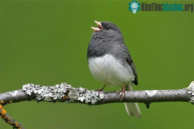 Chim Junco