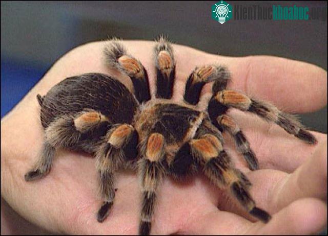Nhện Tarantula