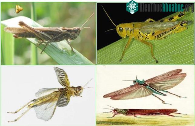 Châu chấu phân tính, có tuyến sinh dục dạng chùm, tuyến phụ sinh dục dạng ống.