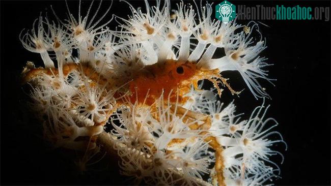 Loài cua ở eo biển Lembeh, ngoài khơi bờ biển Sulawesi, Indonesia