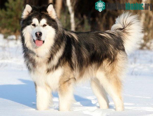 Chó Alaska Malamute