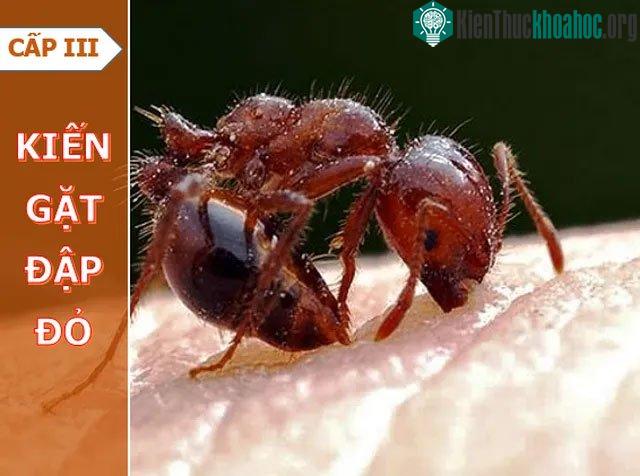 Kiến gặt đập đỏ
