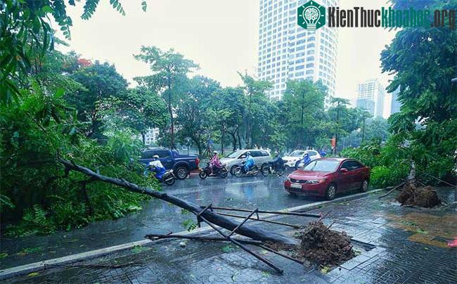 Lúc 8h40, 2 cây nhỏ trước cửa nhà số 35 Nguyễn Chí Thanh đổ xuống đường làm cản trở giao thông.