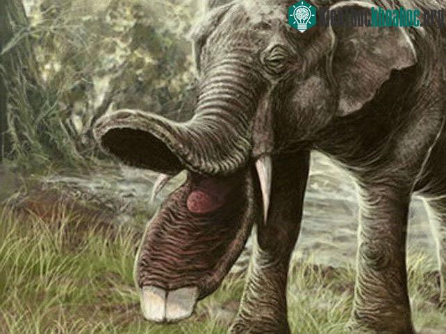 Người ta cho rằng loài này sống ở khu vực đầm lầy của các thảo nguyên cỏ