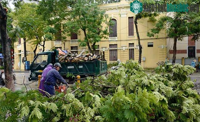 Có rất nhiều cây phượng bị gió mạnh quật đổ ở Hải Phòng