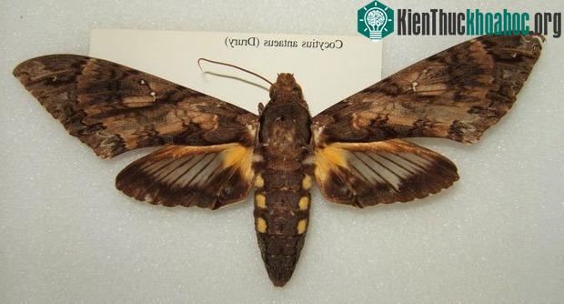 Bướm nhân sư khổng lồ Cocytius antaeus, kẻ "trộm mật" phong lan ma.